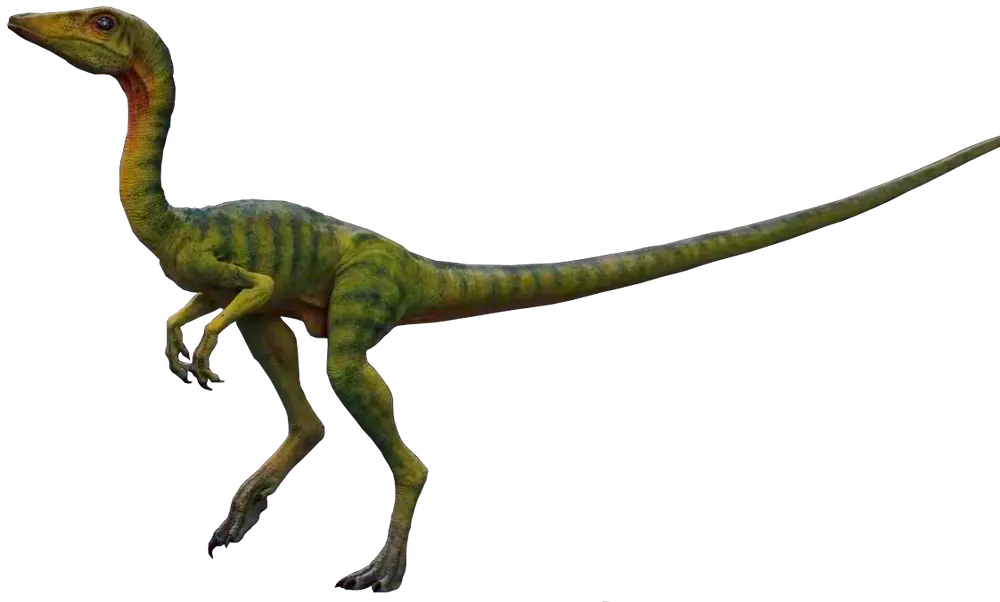 コンプソグナトゥス