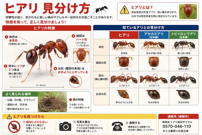 '殺人アリ'と呼ばれる'ヒアリ'···刺されたらどれほど危険なのか ヒアリ 見分け方