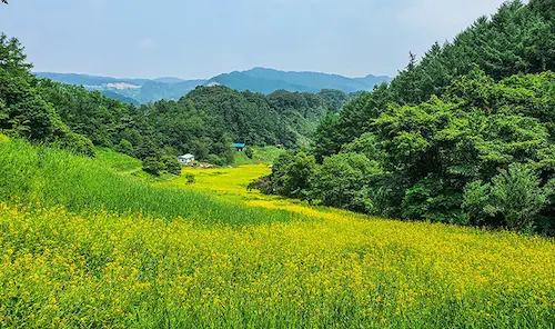 韓国ドラマ「100日の嘘」キャスト 相関図 ロケ地まとめ ナンソン チュジョンリのそば畑